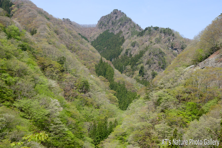 笠丸トンネル南東側から見た笠丸山／笠丸山／西上州の山、群馬県上野村